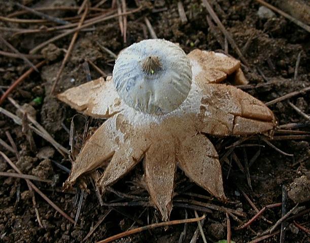 Geastrum pectinatum?